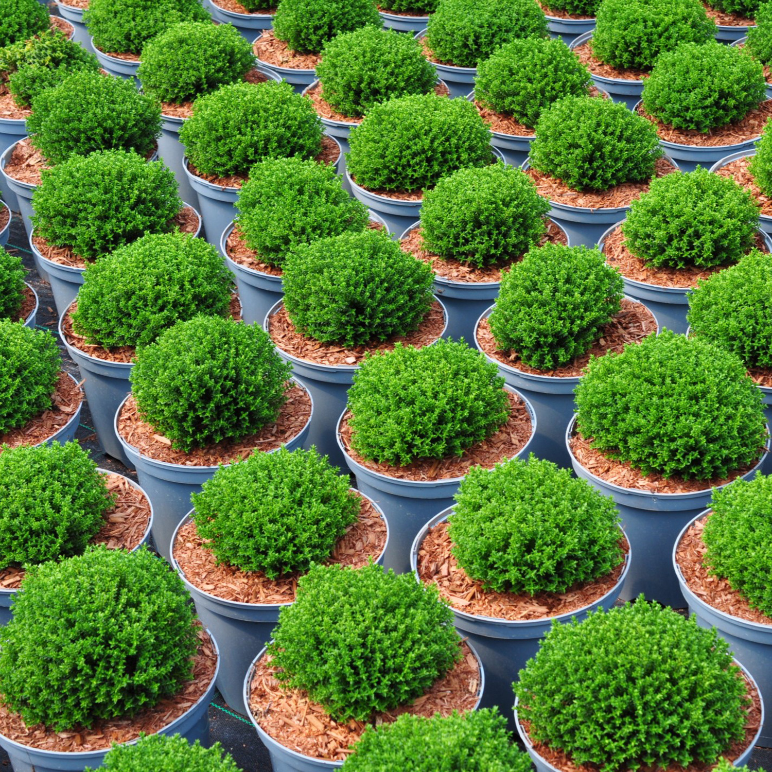 Palmstead Nursery Plants 5