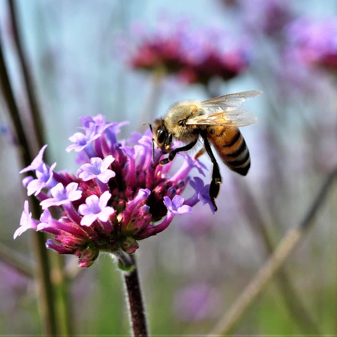 Palmstead Nursery Planet
